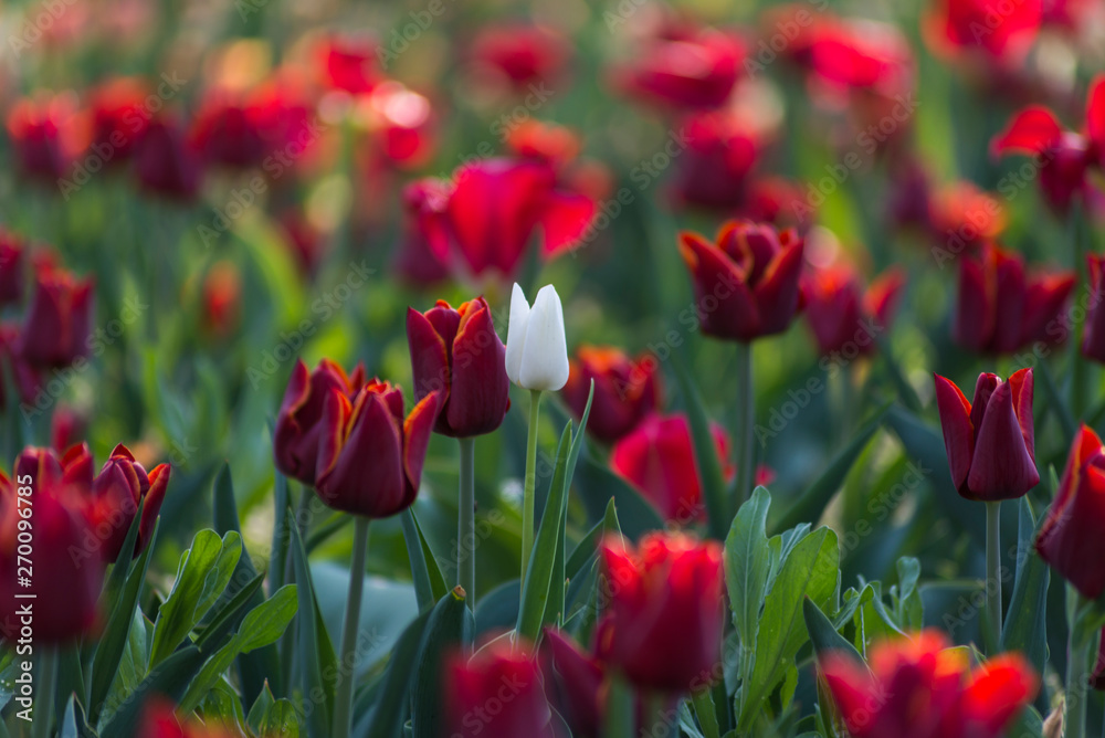 Obraz premium White tulip in many red tulips