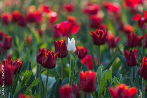 White tulip in many red tulips