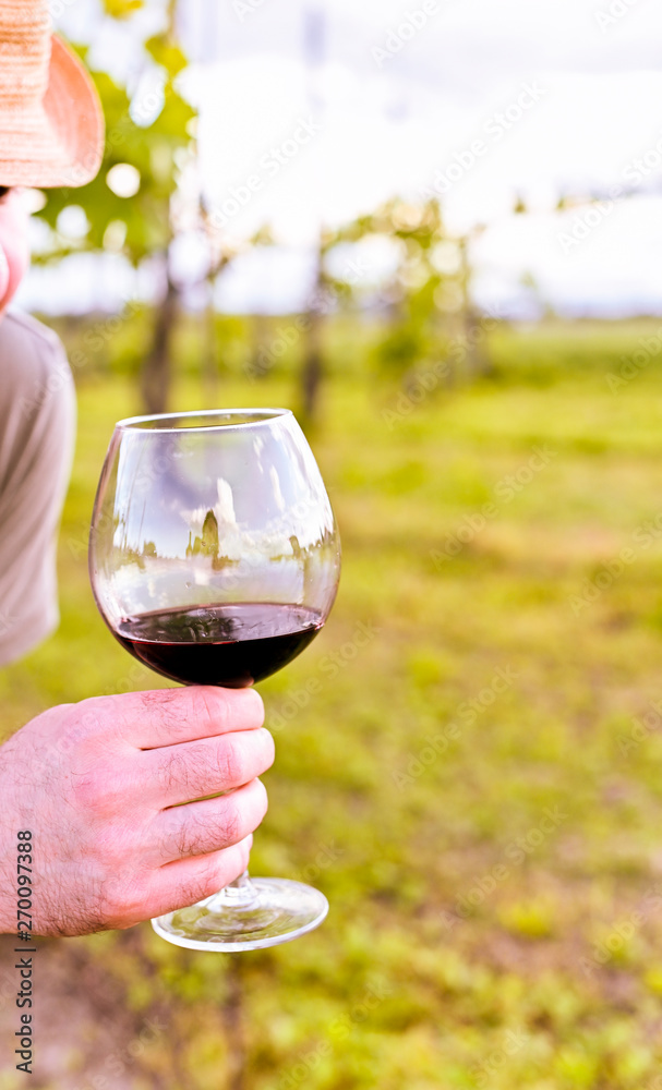 A man holds in his hands a glass of red wine in a field with green trees of grapes. Light of the setting sun in the photo. Live Style