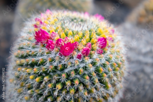 Cactus   Mammillaria Haageana   flower
