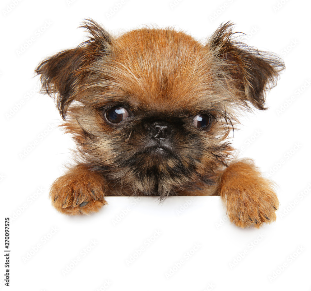 Brussels Griffon above banner, isolated Brussels Griffon above banner, isolated
