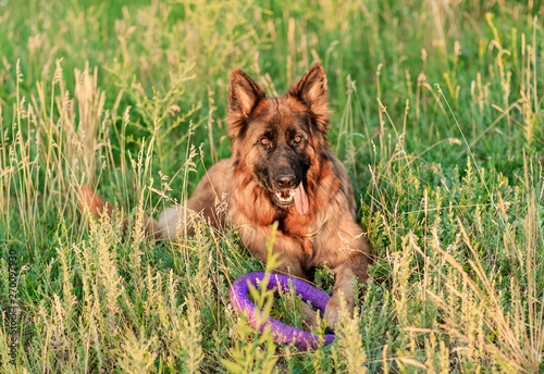 German Shepherd dog looking at camera in summer park