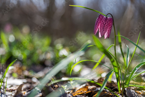 Fritillaria meleagris in the forest with morning lights photo