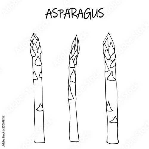 Linear sketch raw asparagus. Vector illustration can be used for menu design.