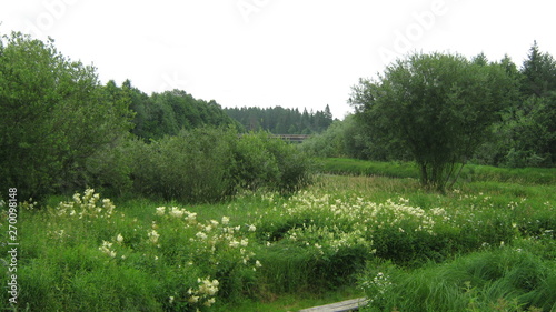 road in the forest