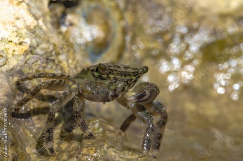 Mediterranean crab specimen on rocks in foreground