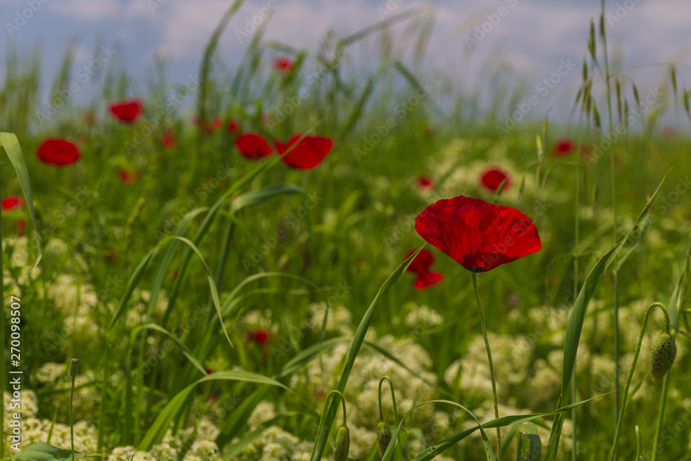 Naklejka premium Spring flowering poppies on the field