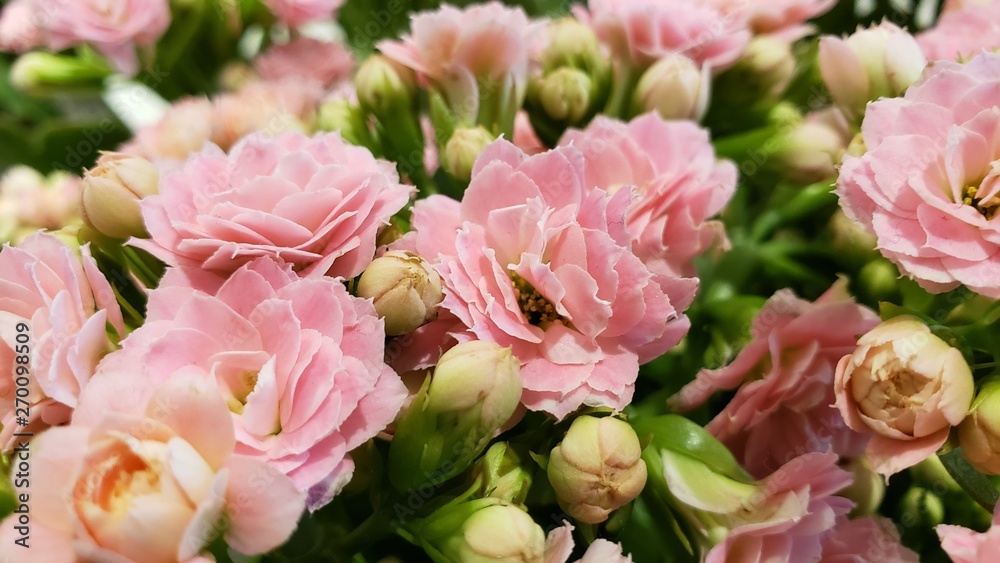 flor rosa flor rosa