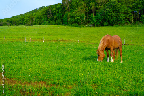 A horse grazing on a lush green meadow in Switzerland