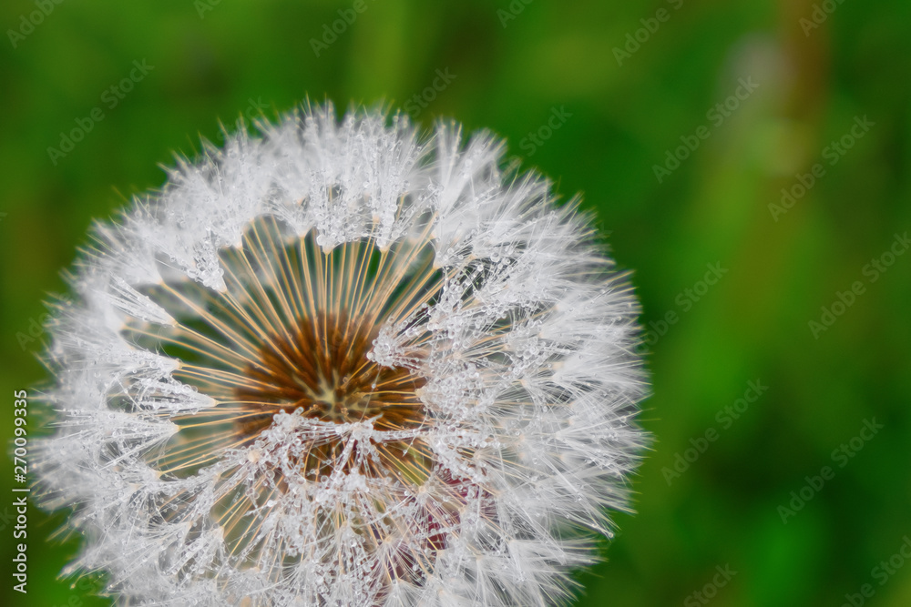 Fototapeta premium One white dandelion with fluffy seeds and dew drops on a background of green grass close-up in summer