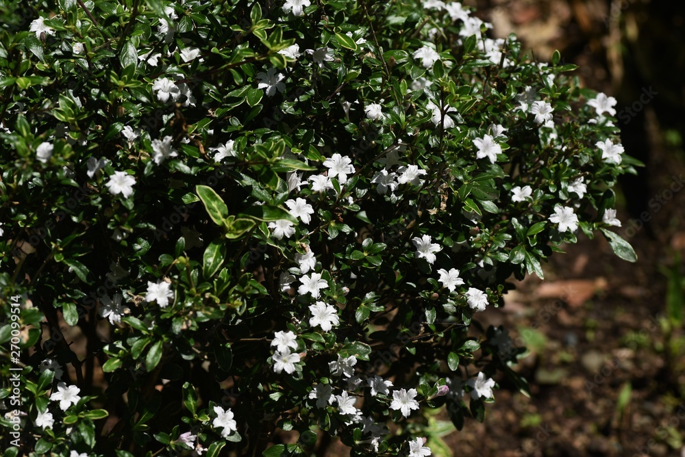 Serissa flowers (Serissa japonica)