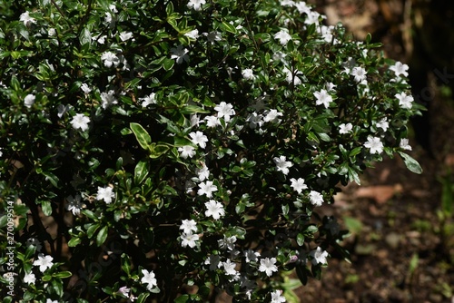 Serissa flowers (Serissa japonica) photo