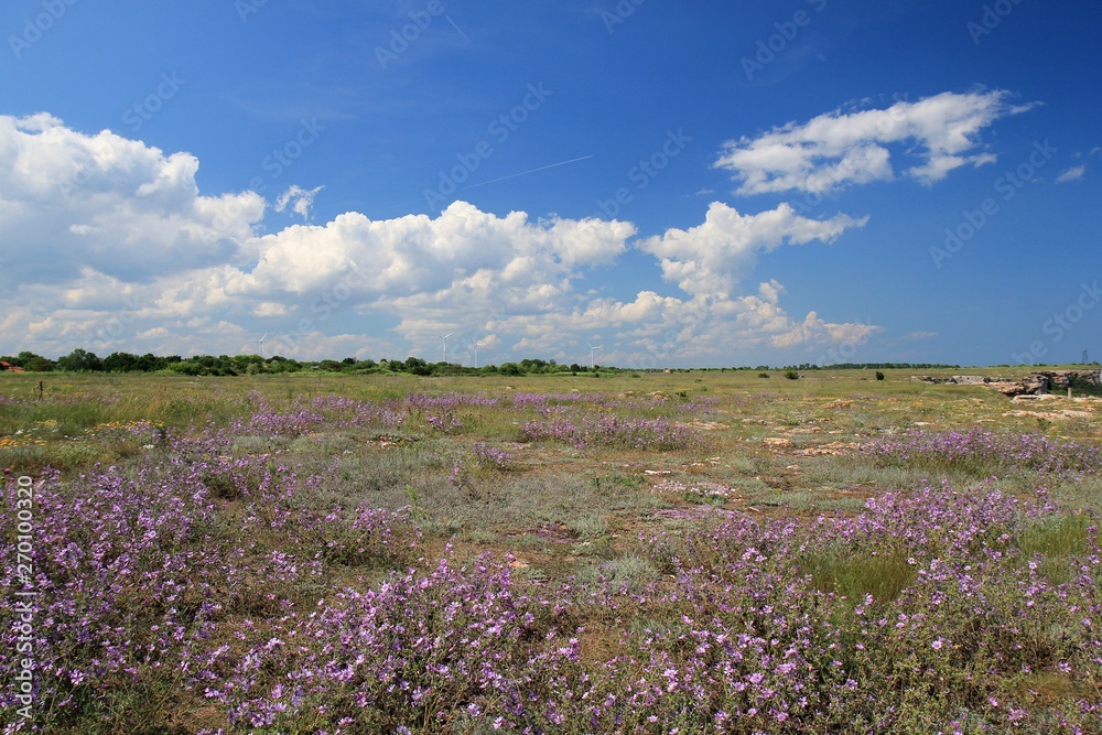 Fototapeta premium Blooming steppe on Kamen Bryag, Bulgaria
