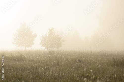 Serene view of trees in fog at sunrise