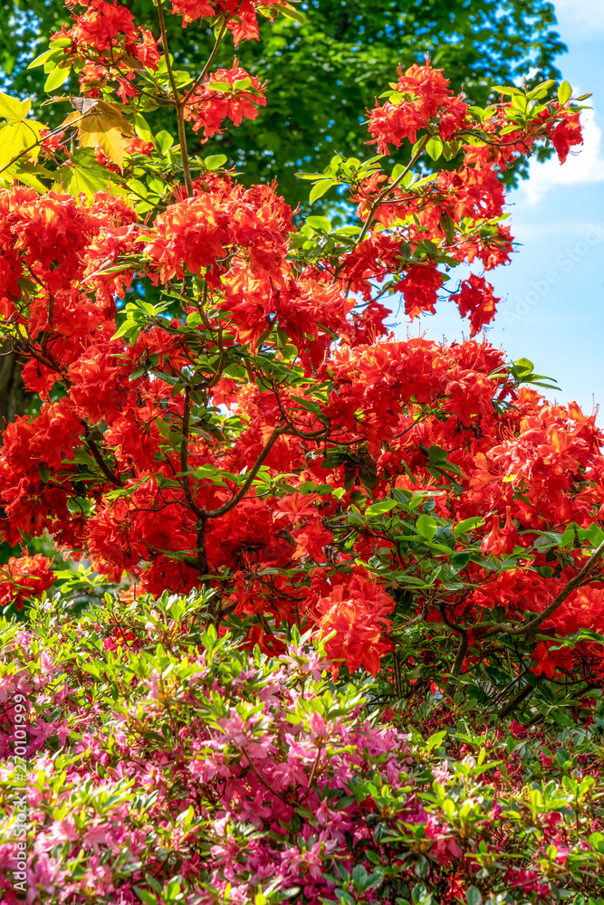 Rote Azalee, bunte Blütenpracht