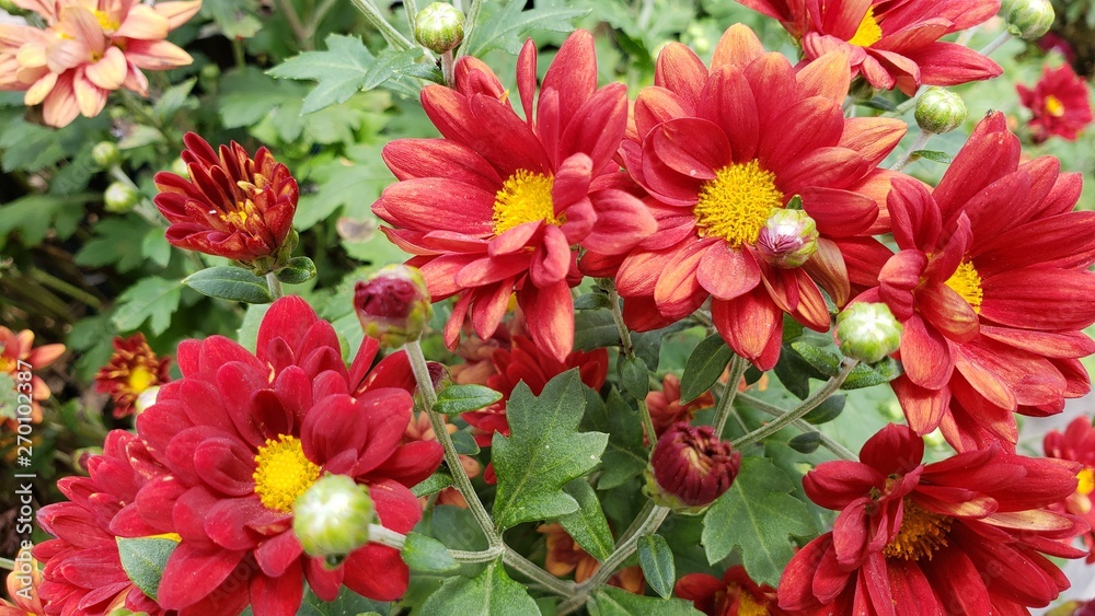 flor vermelha flor vermelha