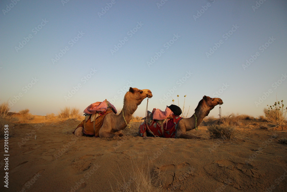 Fototapeta premium Desert camel