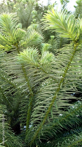 galho de pinheiro, árvore, galhos verdes, natureza, 