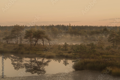 Landscape with foggy morning on a marshland