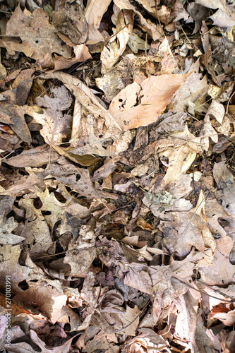 Dead and dried leaves covering forest floor