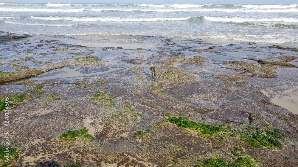 praia, ondas, mar, férias, pedras, rochas, musgo, torres, natureza praia, ondas, mar, férias, pedras, rochas, musgo, torres, natureza