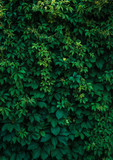 Fresh green leaves covering the wall. Natural green background from young green leaves.