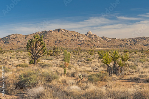 HIgh Desert Flora in the Early Spring