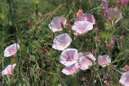 Delicate pink flowers Convolvulus cantabrica in the meadow photo