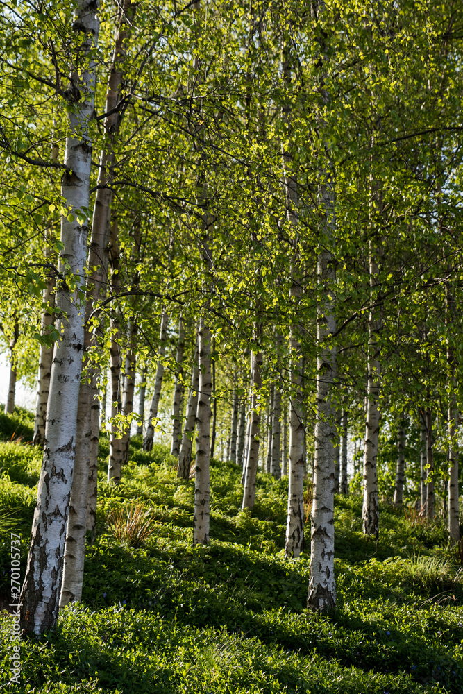 Obraz premium similar trunk trees side by side with green tones at background