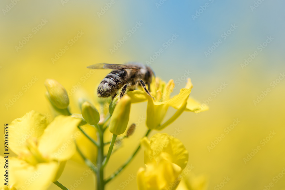 Honneybee collecting nectar on a rape flower Honneybee collecting nectar on a rape flower