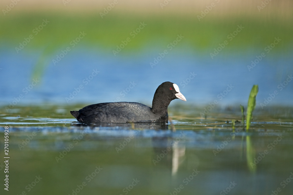 Eurasian coot, fulica atra, bird, Bohemia nature Eurasian coot, fulica atra, bird, Bohemia nature