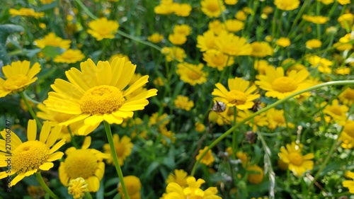 flor amarela, margarida, amarelo, natureza, natural, 