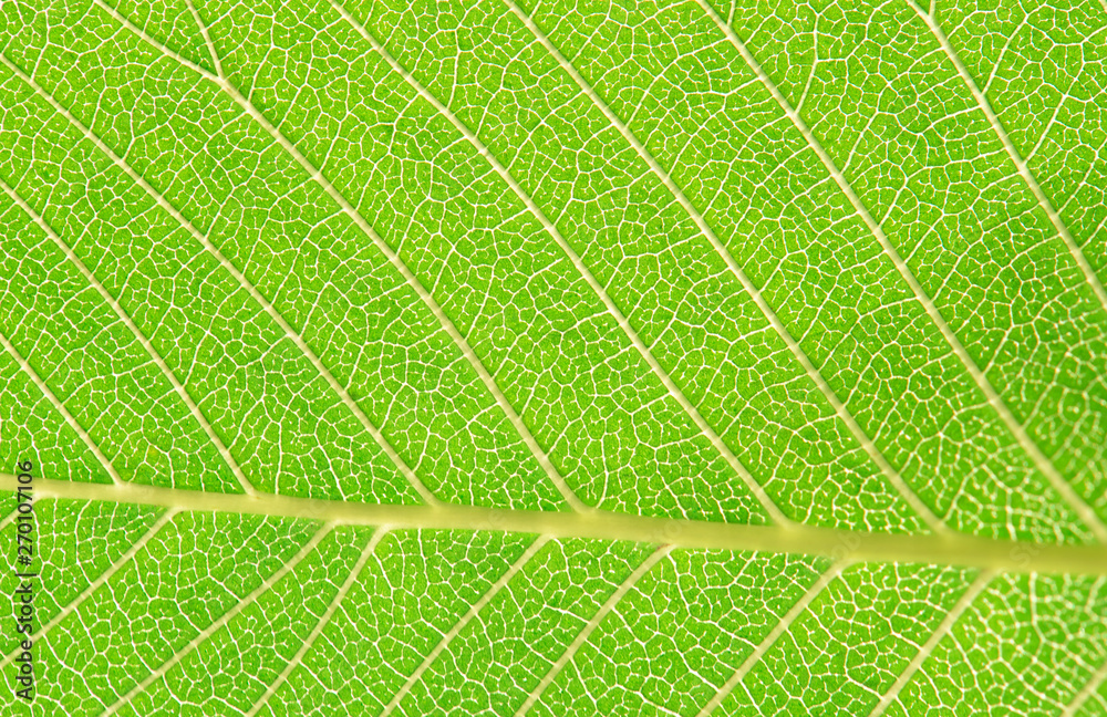 Close up leaf. Macro photography Close up leaf. Macro photography