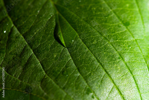Close up leaf and water drops. Macro photography.