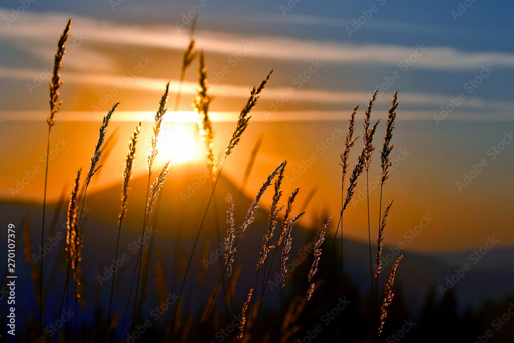 the grass in the morning sunlight. amazing nature and landscapes