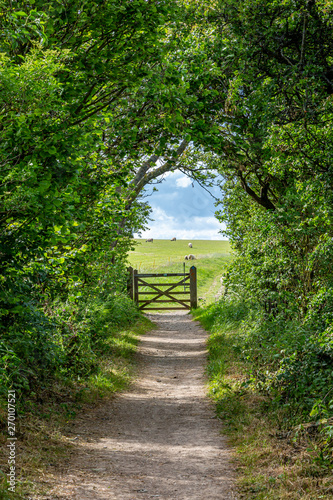Fotografía Looking along a tree lined pathway towards a gate, with sheep grazing in a field