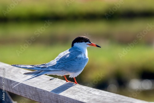 Common Tern bird perched on a fence