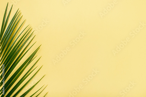 Tropical palm leaf on yellow background.