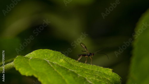 Kleine Fliege auf einem Blatt © AL-U-MA