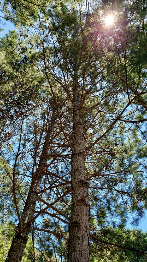 Fototapeta premium sol entre árvores, pinho, pinheiro, natureza, alta, árvore