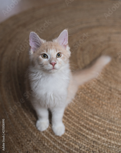 red cream colored maine coon kitten standing on a carpet looking up