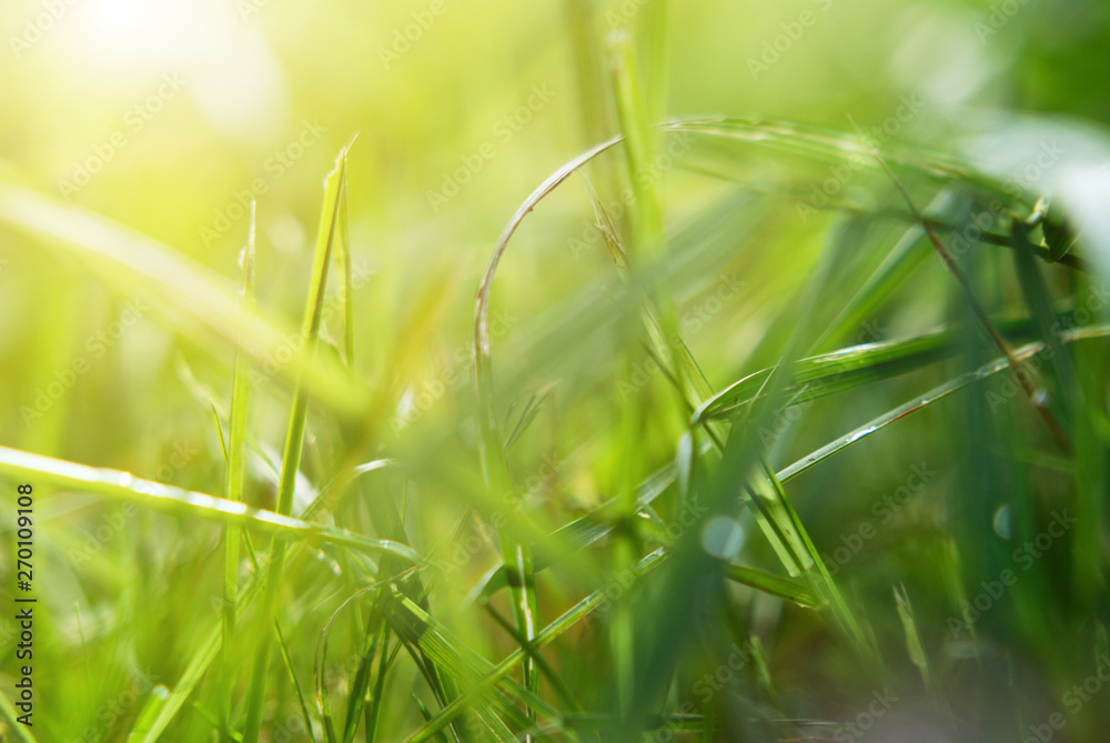 plexus thick grass in the rays of the summer sun, macro, background, soft focus