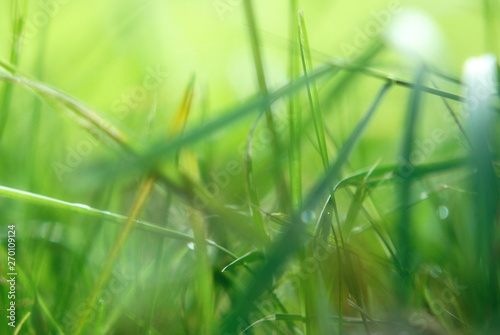 plexus thick grass on a cool summer day, macro, background, soft focus