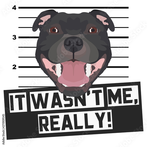 Mugshot Polizeifoto Staffordshire Bullterrier