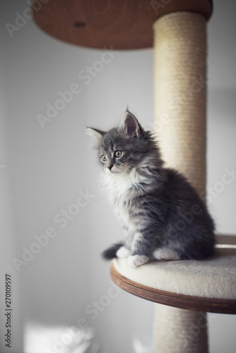 side view of a blue tabby maine coon kitten sitting on a scratching post platform looking out of the window