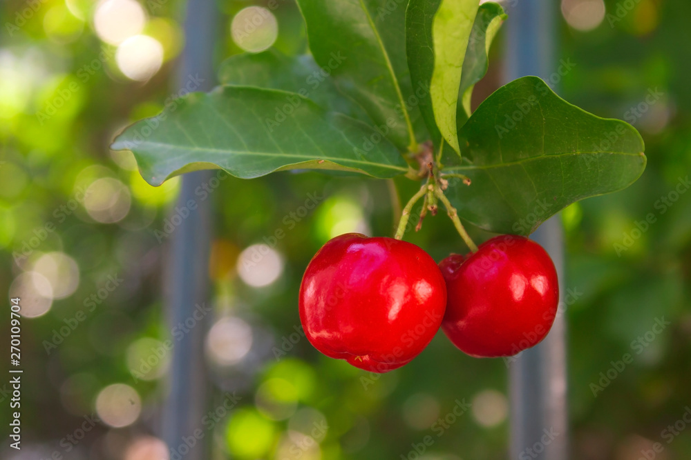 Obraz premium Acerola IMG_0438