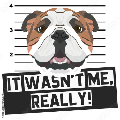 Mugshot Polizeifoto Englische Bulldogge