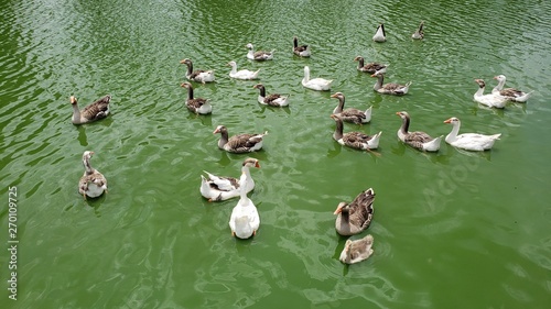 patos na lagoa photo