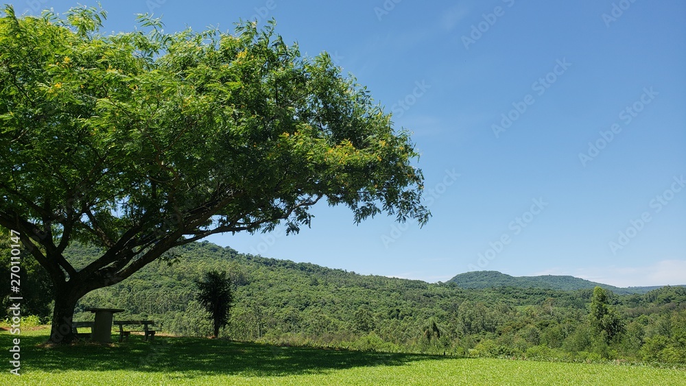 árvore grande, isolada, montanhas, natureza