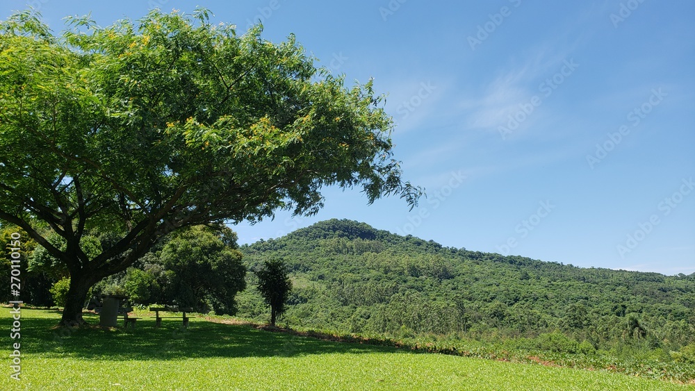 árvore grande, isolada, montanhas, natureza